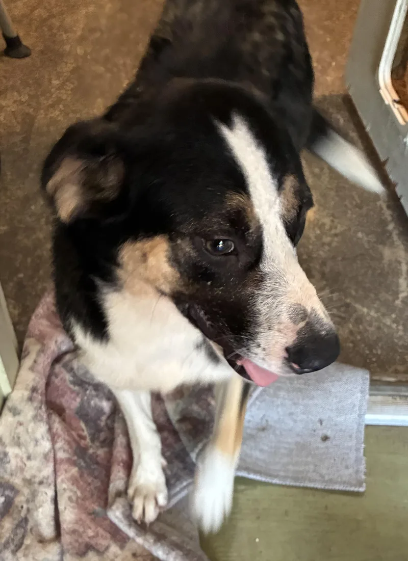 A young medium-sized female Australian Shepherd dog named Sweet Pea for adoption in Welling, OK