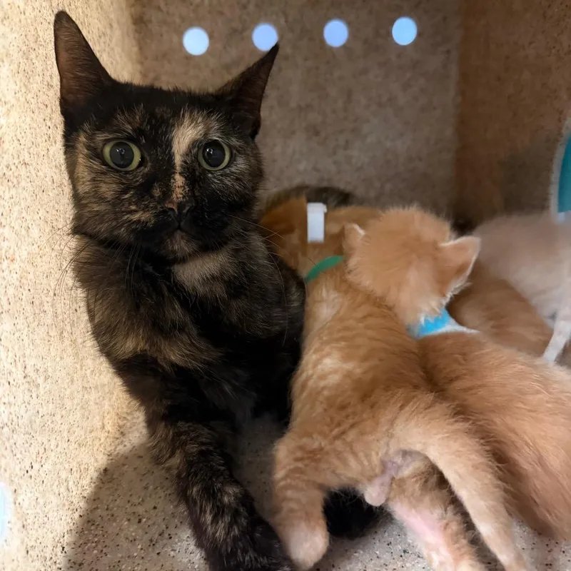 An adult medium-sized female Tortoiseshell Domestic Short Hair cat named Emmy for adoption in Houston, TX