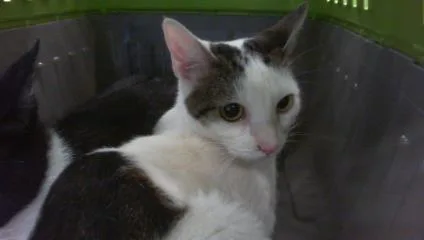 A young small-sized female Domestic Short Hair cat named Snow Flake for adoption in Charlotte, NC