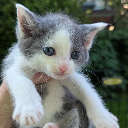A baby small-sized female Gray / Blue / Silver Domestic Short Hair cat named Blueberry for adoption in Johnstown, PA