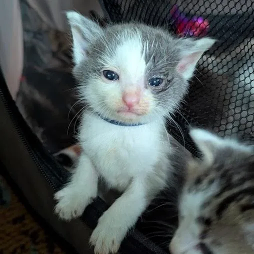Blueberry thumbnail 2