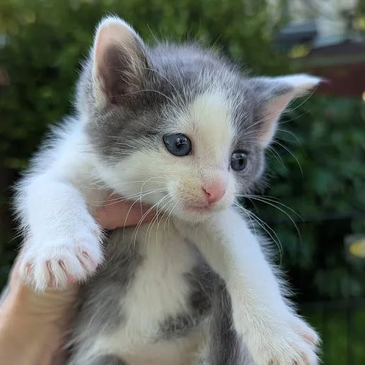 Blueberry thumbnail 3