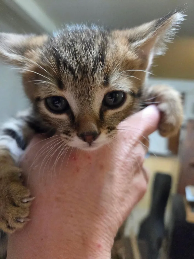 A baby medium-sized male Tabby (Brown / Chocolate) Tabby cat named Gus for adoption in Tehachapi, CA