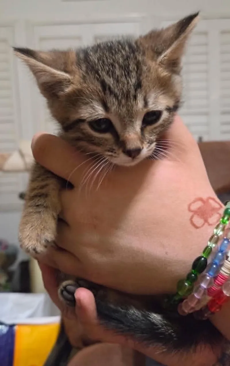 Gus thumbnail 2