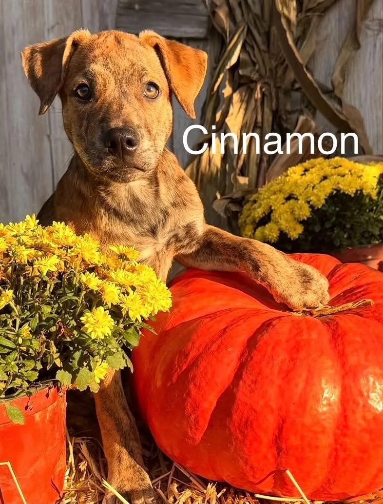 Fall girls thumbnail 3