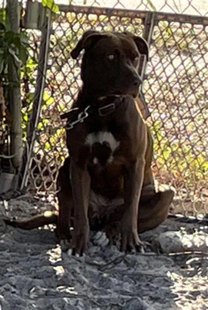 A young medium-sized female Mixed Breed dog named Opecita for adoption in Palmetto, FL