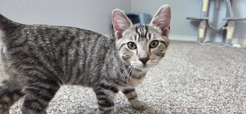 A baby medium-sized male Domestic Short Hair cat named Wanderlust for adoption in Colorado Springs, CO