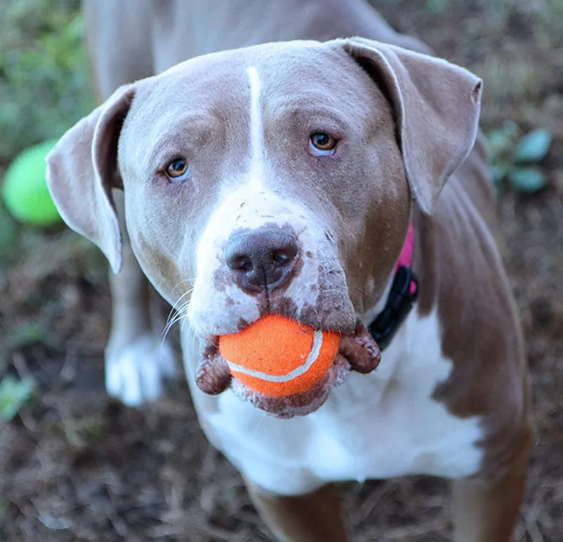 An adult large-sized female American Bulldog dog named June for adoption in Kansas City, KS
