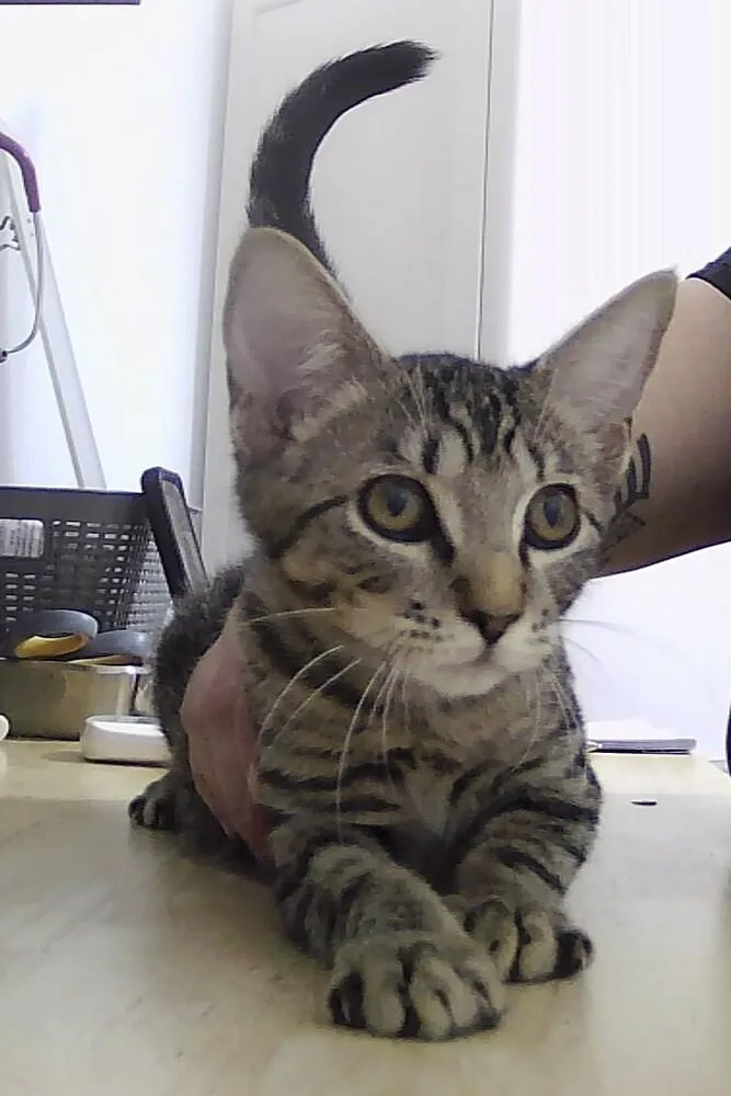 A baby small-sized male Domestic Short Hair cat named Joseph for adoption in Anoka, MN