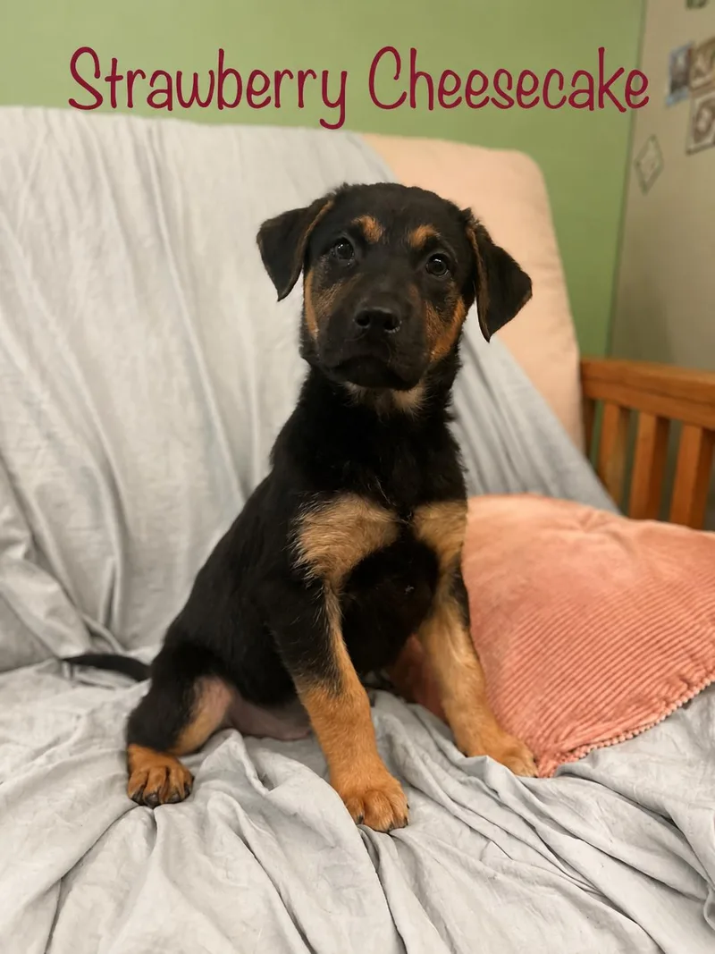 A young medium-sized female Mixed Breed dog named Strawberry cheesecake for adoption in Howes Cave, NY