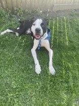 An adult large-sized male Pit Bull Terrier dog named Diesel for adoption in Newport, KY