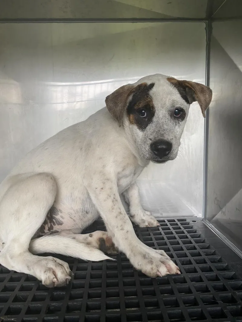 A baby small-sized female Mixed Breed dog named Cheyenne for adoption in Dallas, TX
