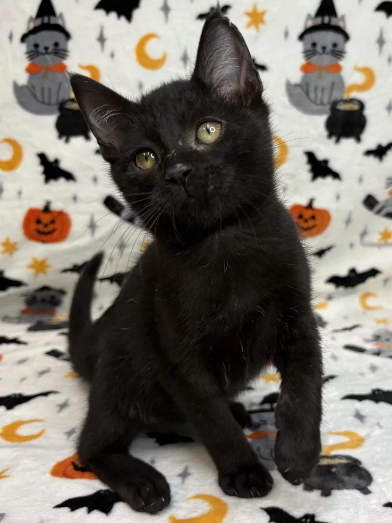 A baby medium-sized male Domestic Short Hair cat named Treat for adoption in Wetumpka, AL
