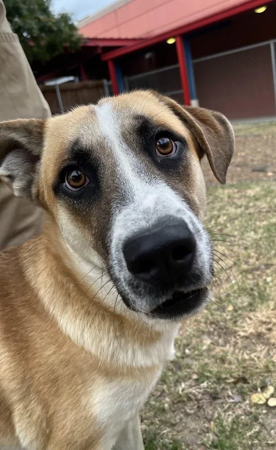 An adult large-sized male Anatolian Shepherd dog named Toby A VIP for adoption in Plano, TX