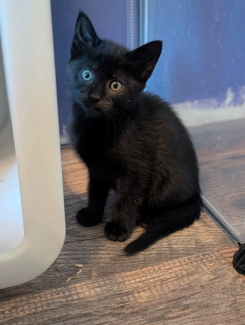 A baby medium-sized female Black Domestic Short Hair cat named Bindi for adoption in Lancaster, PA