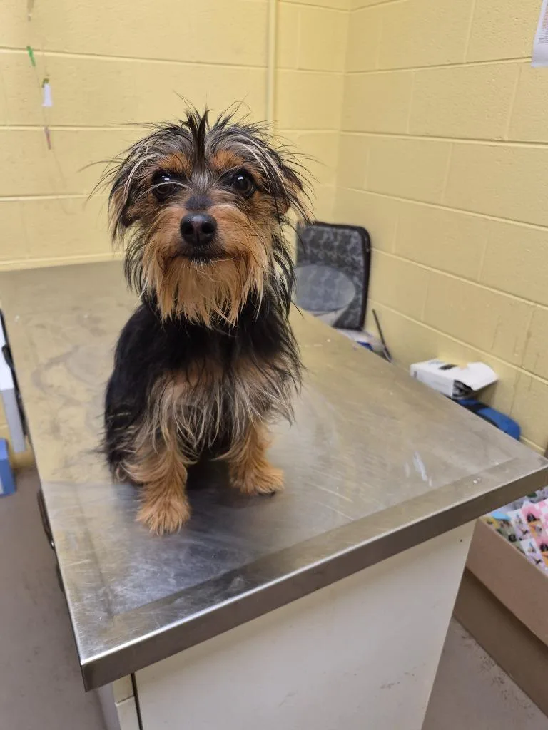 A baby small-sized female Yorkshire Terrier dog named Molly for adoption in Crossville, TN