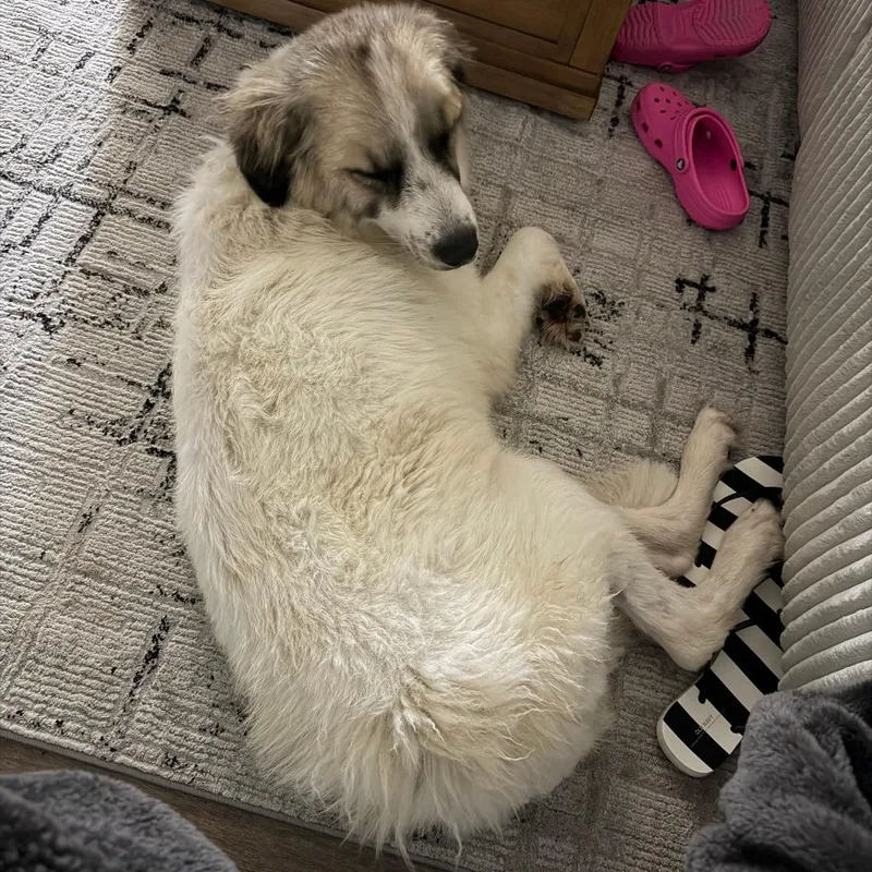 A young large-sized female White / Cream Great Pyrenees dog named Posie for adoption in Beaumont, TX