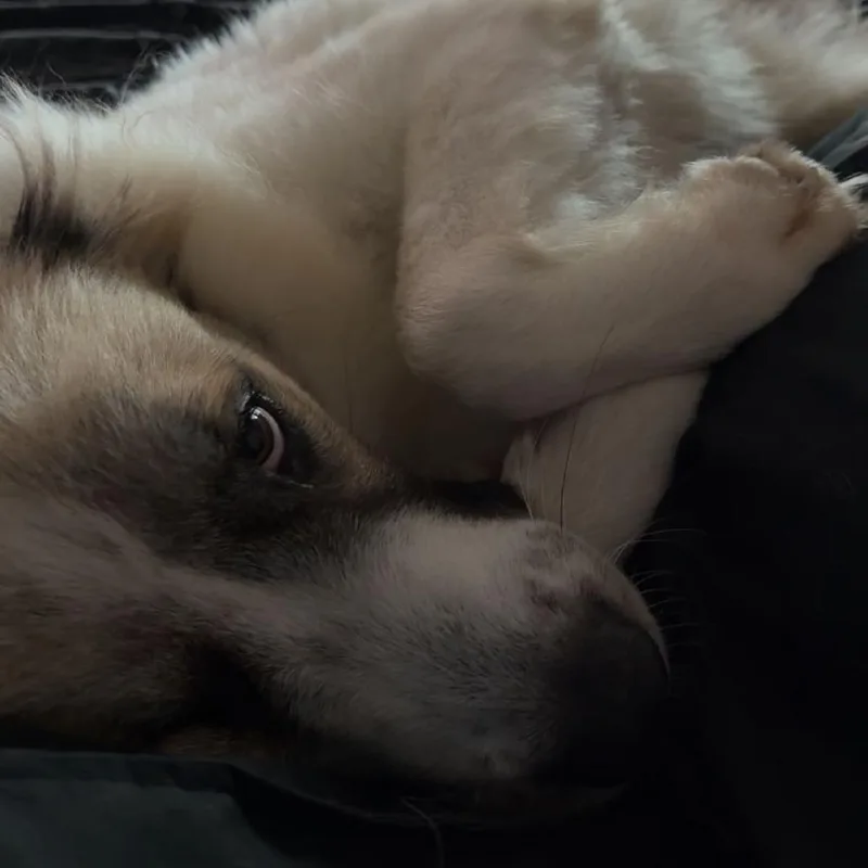 Posie thumbnail 2