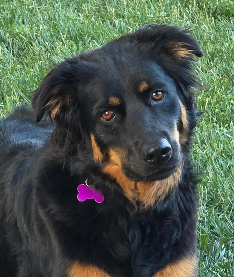 An adult large-sized female Shepherd dog named Miley for adoption in Lisbon, IA