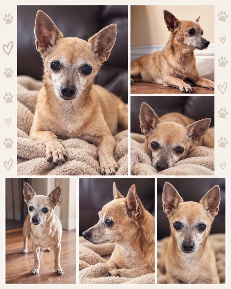 A senior small-sized female Chihuahua dog named Madonna for adoption in Clovis, CA