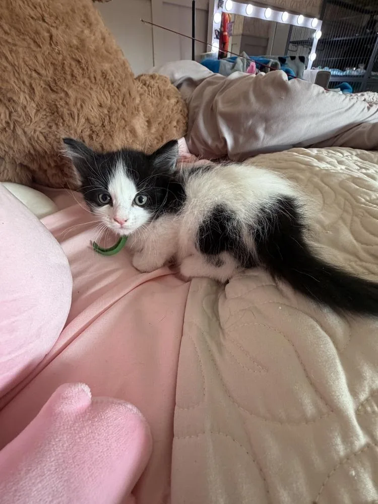 A baby medium-sized male Black & White / Tuxedo Domestic Short Hair cat named Sausage for adoption in Clinton Township, MI