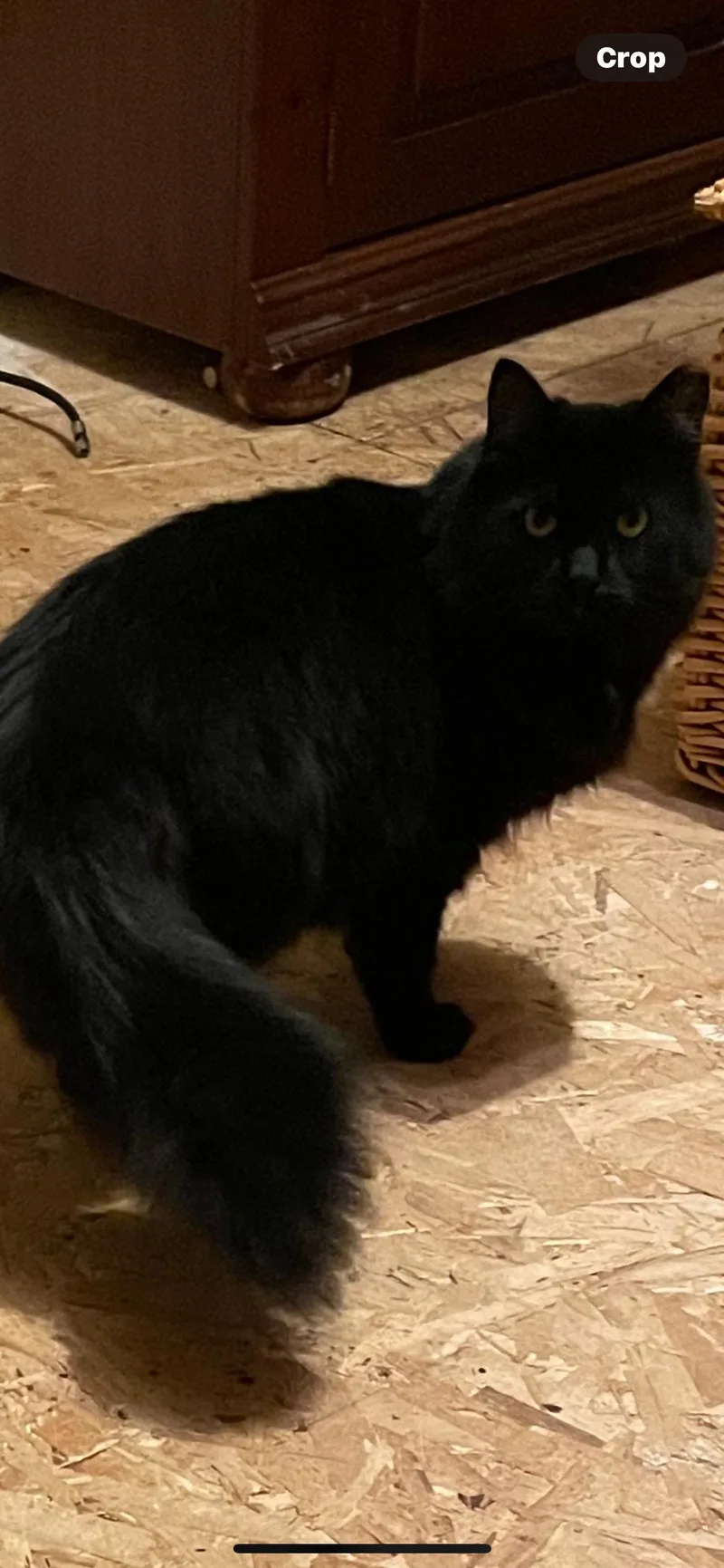 A young medium-sized female Domestic Long Hair cat named Sabrina & Salem for adoption in Lincoln University, PA