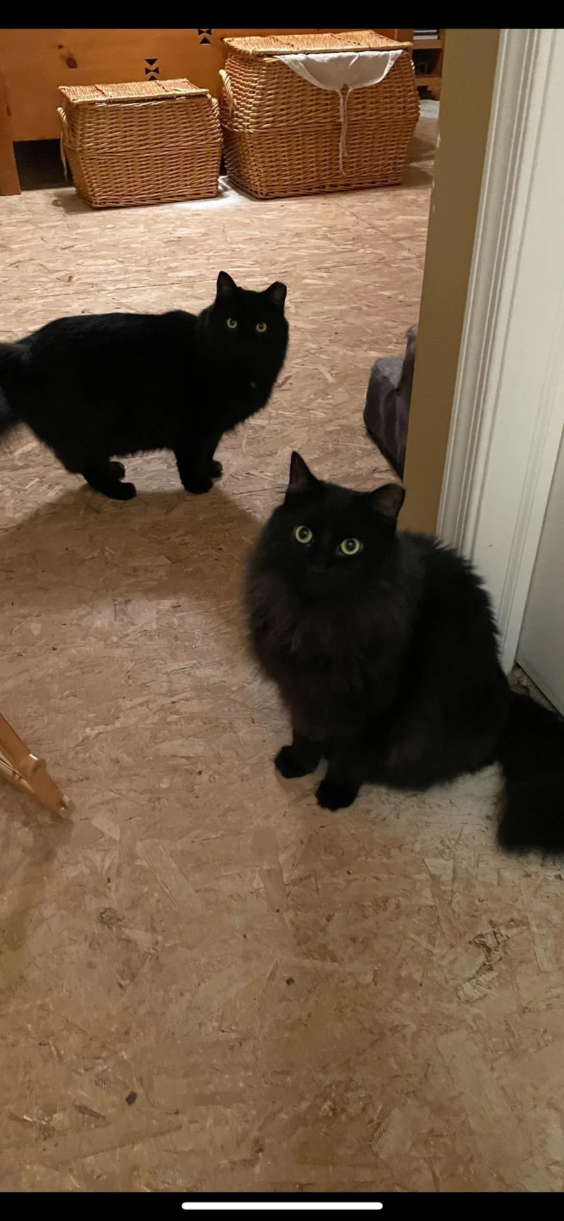 Sabrina & Salem thumbnail 2