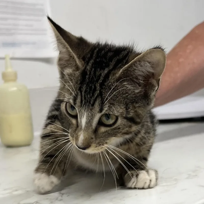 A baby small-sized male Black Domestic Short Hair cat named Six Toesies for adoption in St. Louis, MO
