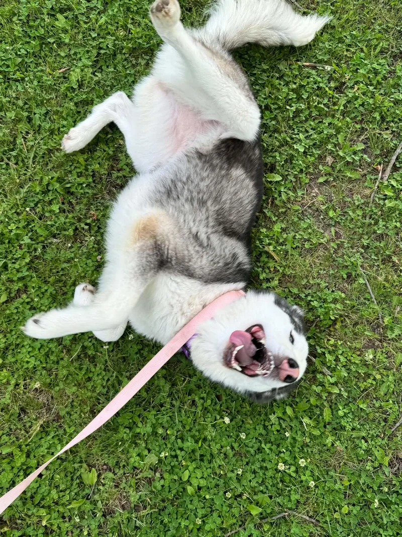 A young medium-sized female White / Cream Siberian Husky dog named Shyloh for adoption in La Motte, IA
