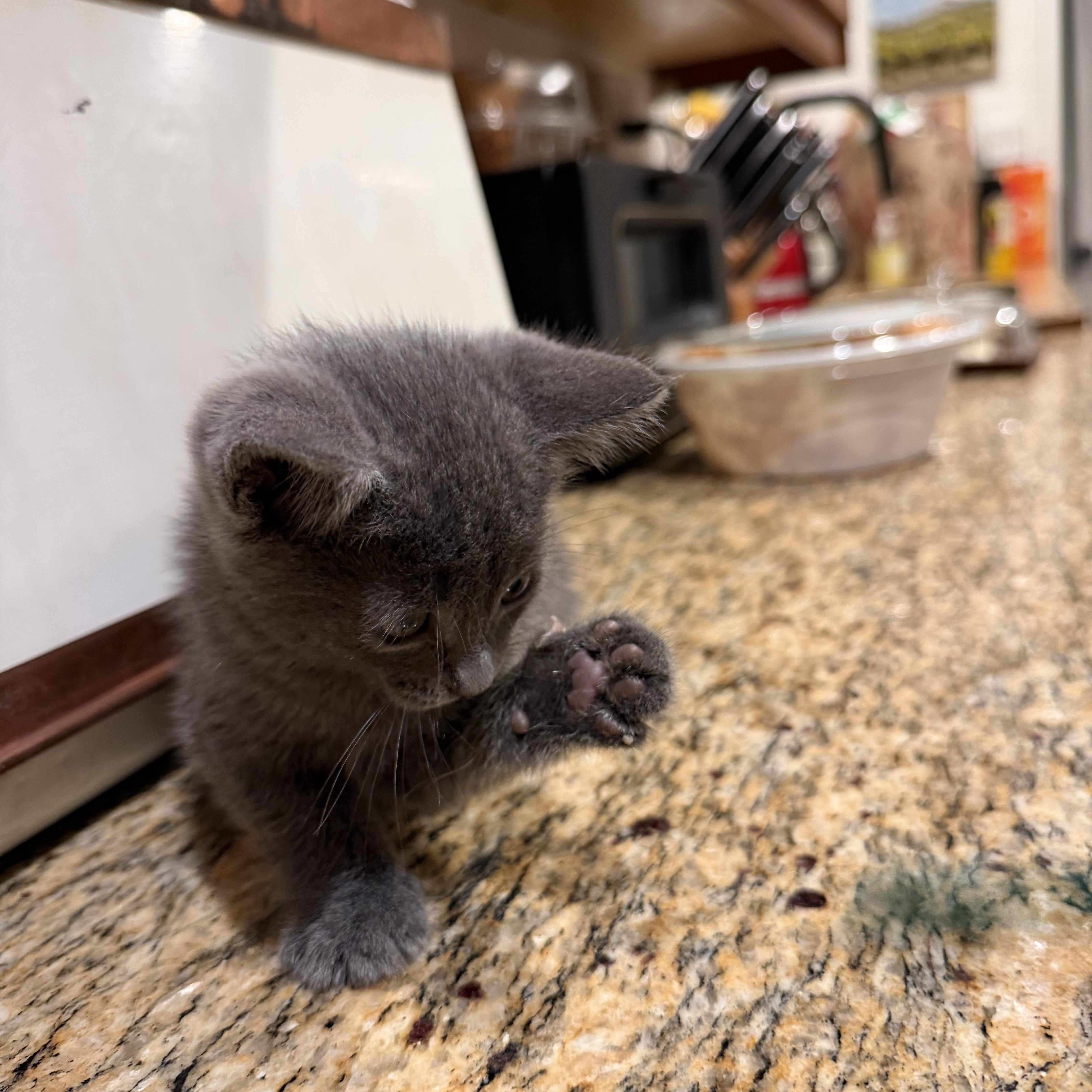 A baby medium-sized female Russian Blue cat named Bluebell for adoption in Redlands , CA