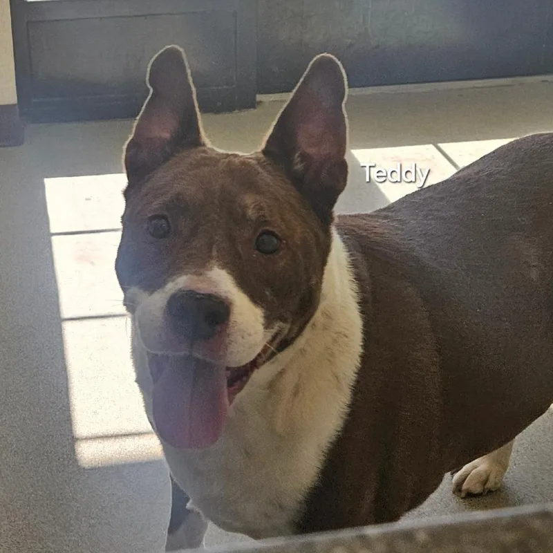 A senior large-sized male Brown / Chocolate Mixed Breed dog named Teddy for adoption in Ballston Spa, NY
