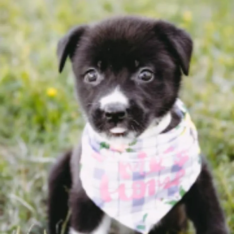 Capri Sun D Arriving thumbnail 4