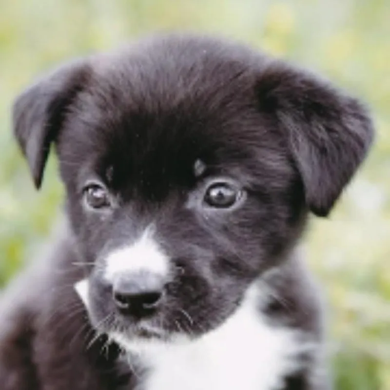 Capri Sun D Arriving thumbnail 5