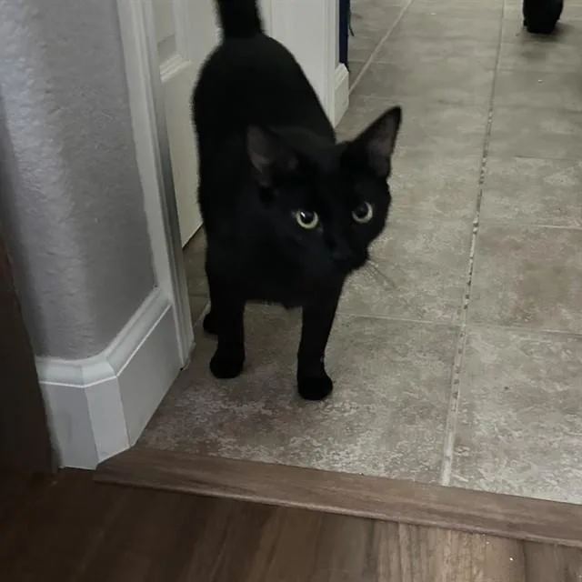 A young medium-sized female Domestic Short Hair cat named Meadow for adoption in Auburn, CA