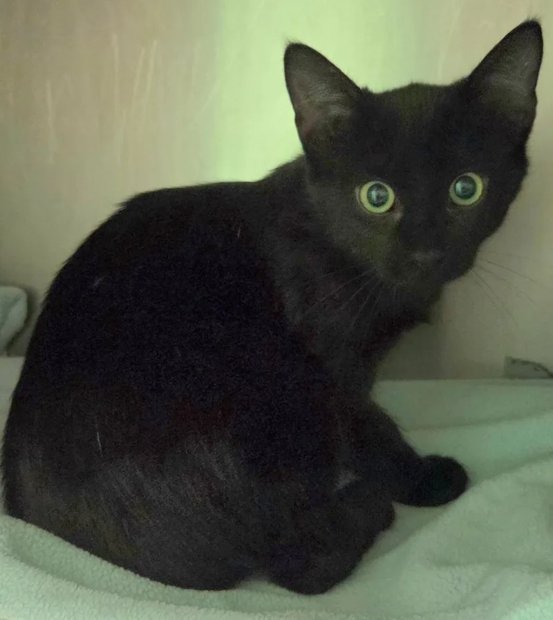 A baby medium-sized female Domestic Short Hair cat named Tabitha for adoption in Olean, NY