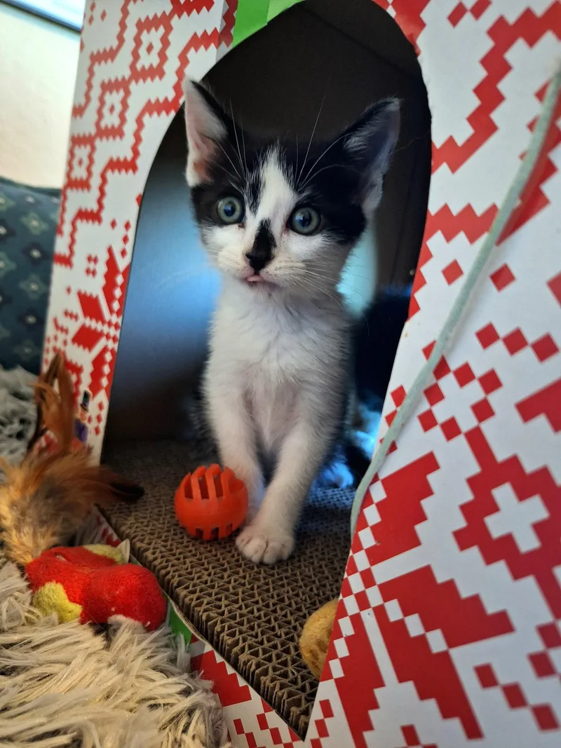 A baby medium-sized male Tuxedo cat named Martini for adoption in Pinole, CA