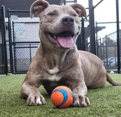 A young medium-sized female Mixed Breed dog named Destin for adoption in Atlanta, GA