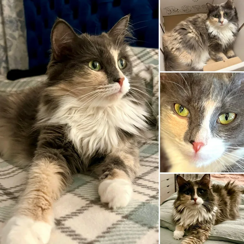 An adult medium-sized female Tortoiseshell cat named Mama for adoption in Myrtle Beach, SC