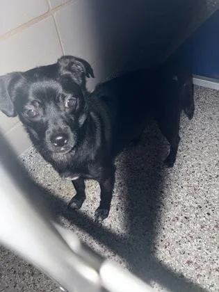 An adult small-sized male Mixed Breed dog named Walter for adoption in Gastonia, NC