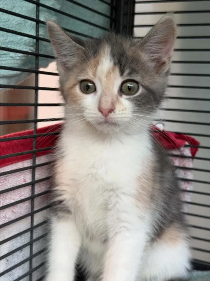 A baby small-sized female Domestic Short Hair cat named Rallidae for adoption in Hagerstown, MD