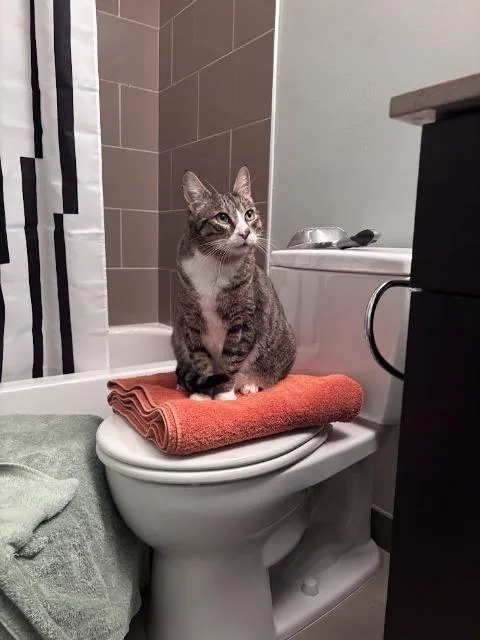 An adult medium-sized male Domestic Short Hair cat named Lopsy for adoption in Shoreline, WA