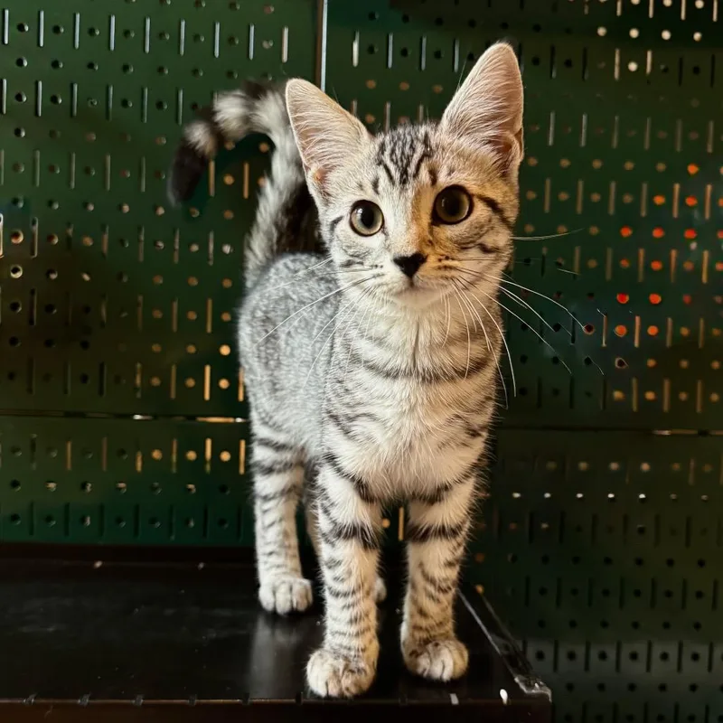 A baby small-sized female Gray / Blue / Silver Domestic Short Hair cat named Bijin bonded to Ruby for adoption in Marshall, VA