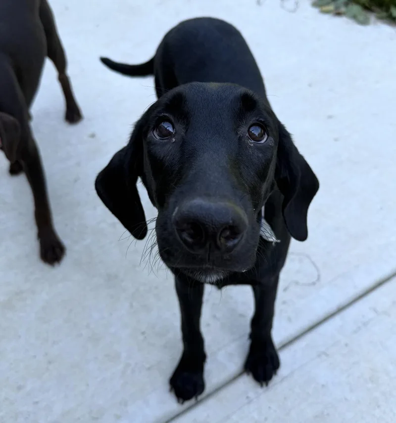 A baby large-sized female Black Labrador Retriever dog named Shadow for adoption in Maineville, OH