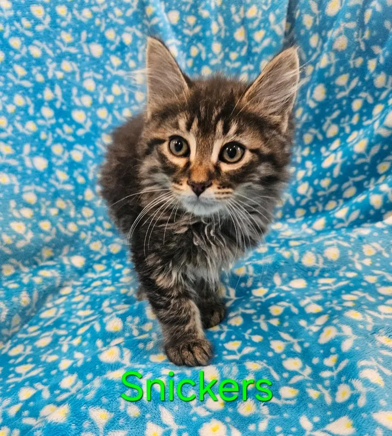 A baby medium-sized male Domestic Short Hair cat named Snickers for adoption in Johnson City, TN