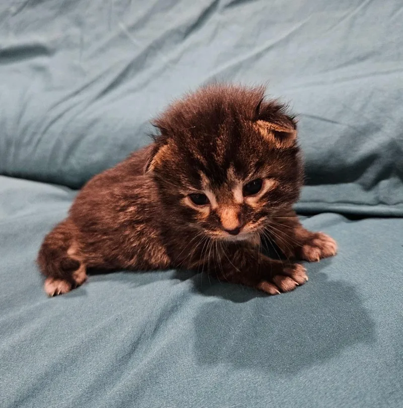Snickers thumbnail 5