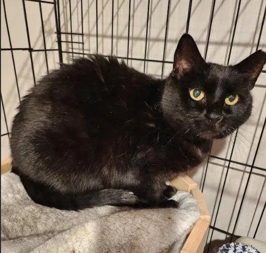 An adult medium-sized female Black Domestic Short Hair cat named Runny for adoption in Hampstead, NC
