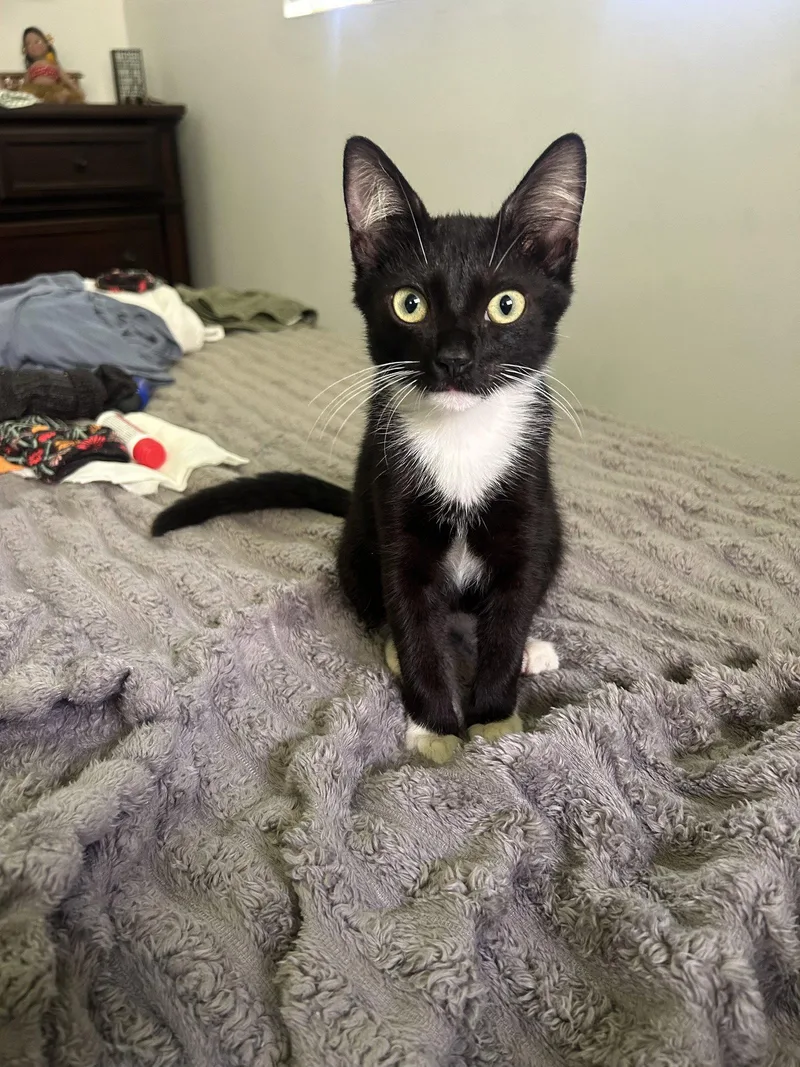 A baby medium-sized female Calico cat named Hilo and Lala for adoption in Napa, CA