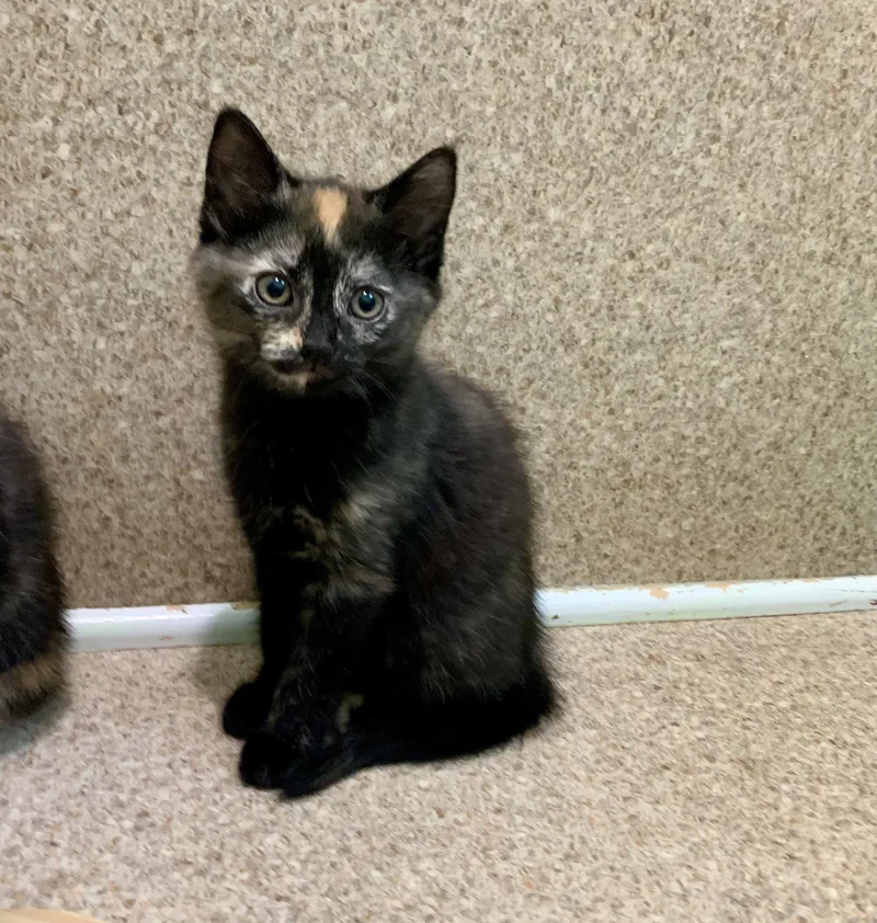 A young medium-sized female Domestic Short Hair cat named Cora for adoption in Mc Cormick, SC