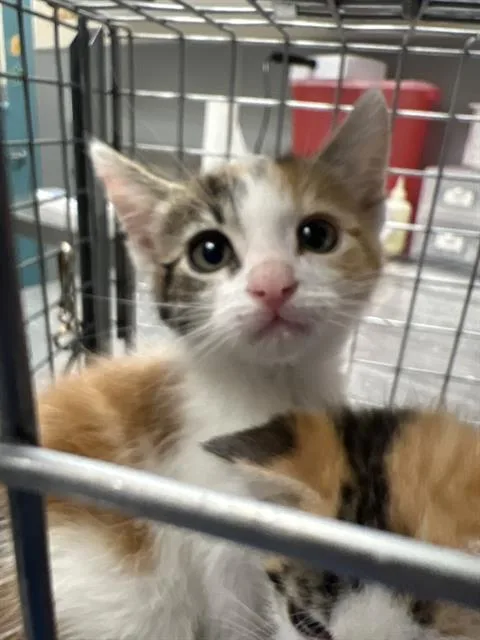 A baby small-sized female Domestic Medium Hair cat named Princess Donut for adoption in Las Vegas, NV