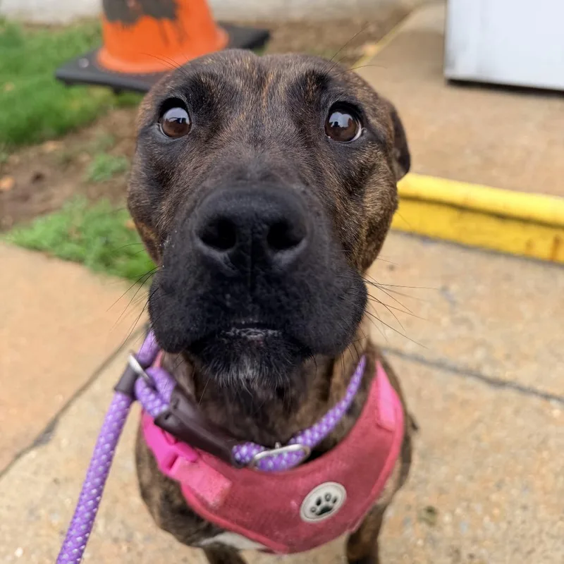 A young medium-sized female Brown / Chocolate Pit Bull Terrier dog named Rory for adoption in Perkiomenville, PA